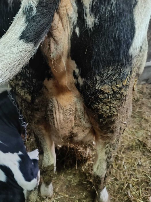 Jałówki wysokocielne 2 sztuk