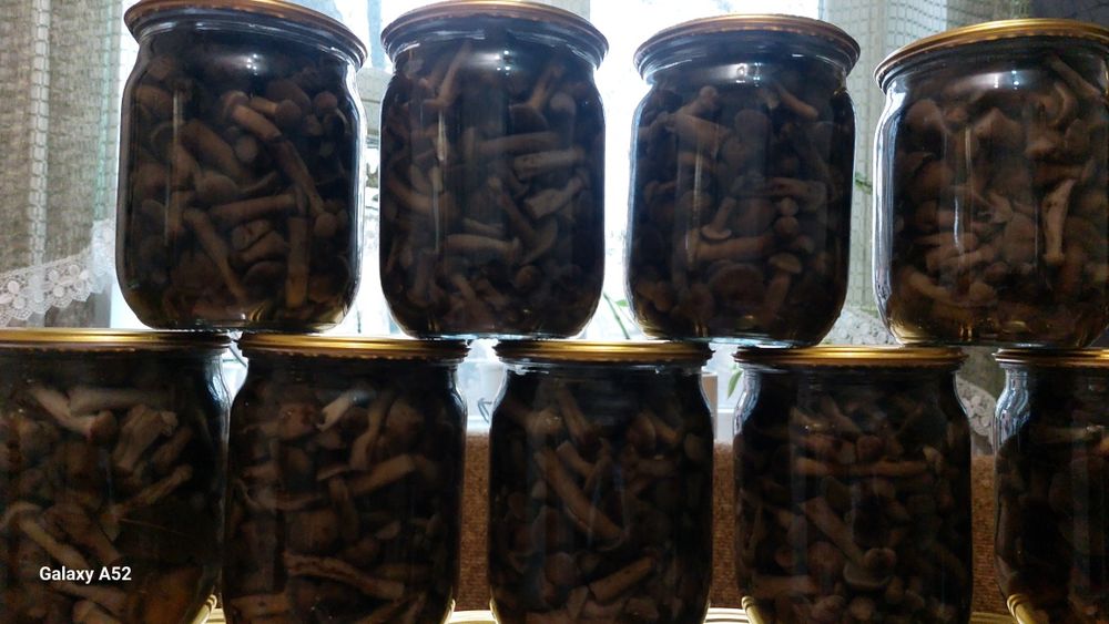 Продам мариновані опеньки опт роздріб