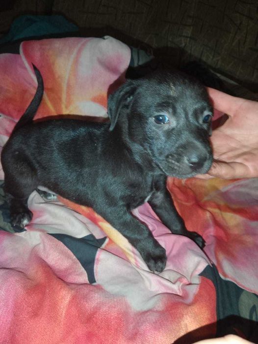 Продам щенков питбуля