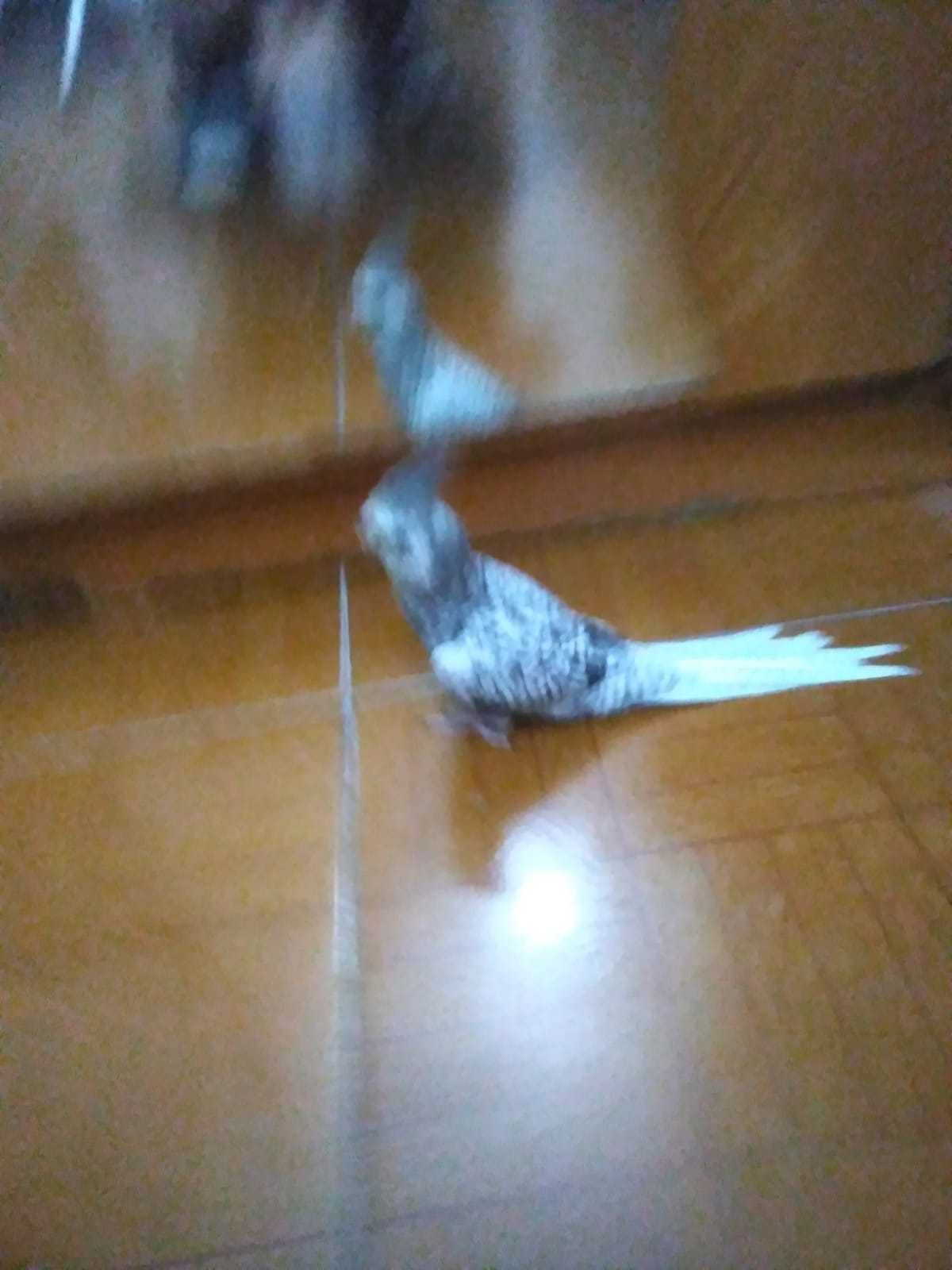 Caturra criada à mão Para venda