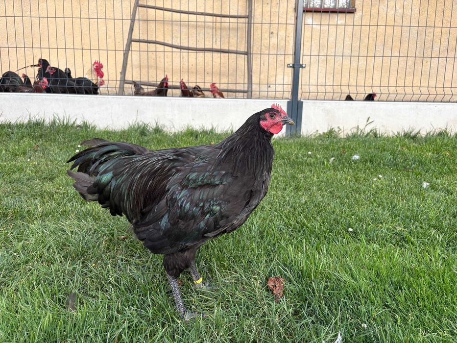 Młode koguty rasy Australorp.