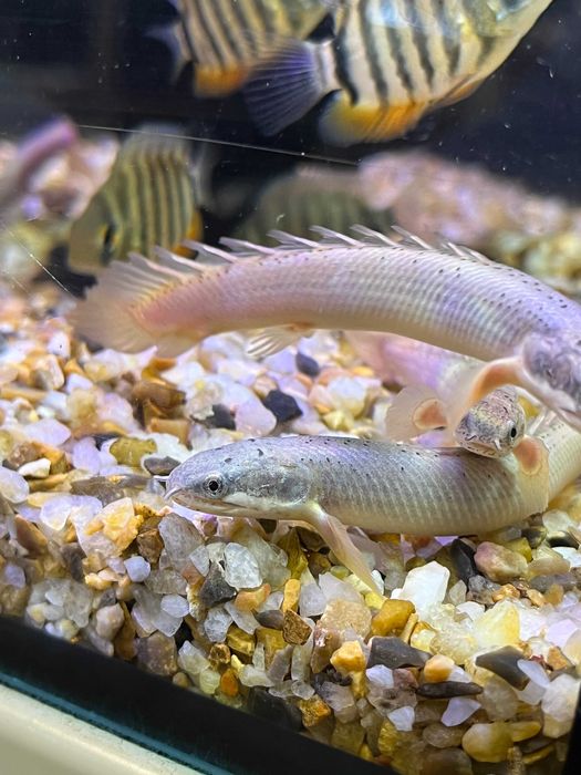 Wielopłetwiec Senegalski Sklep Zoologiczny Discus