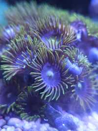Blueberry zoanthus Koral morski