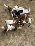 Vendo Cabras anãs