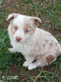 Border collie Red merle tricolor piesek