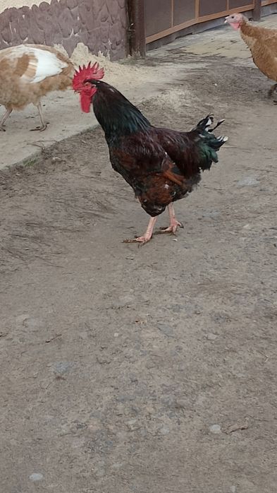 Півень.Лівенська ситцева.