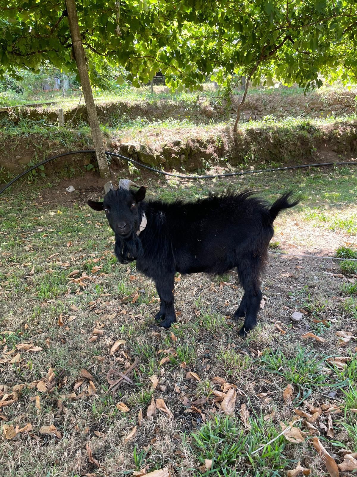 Chibo Anão com 2 anos