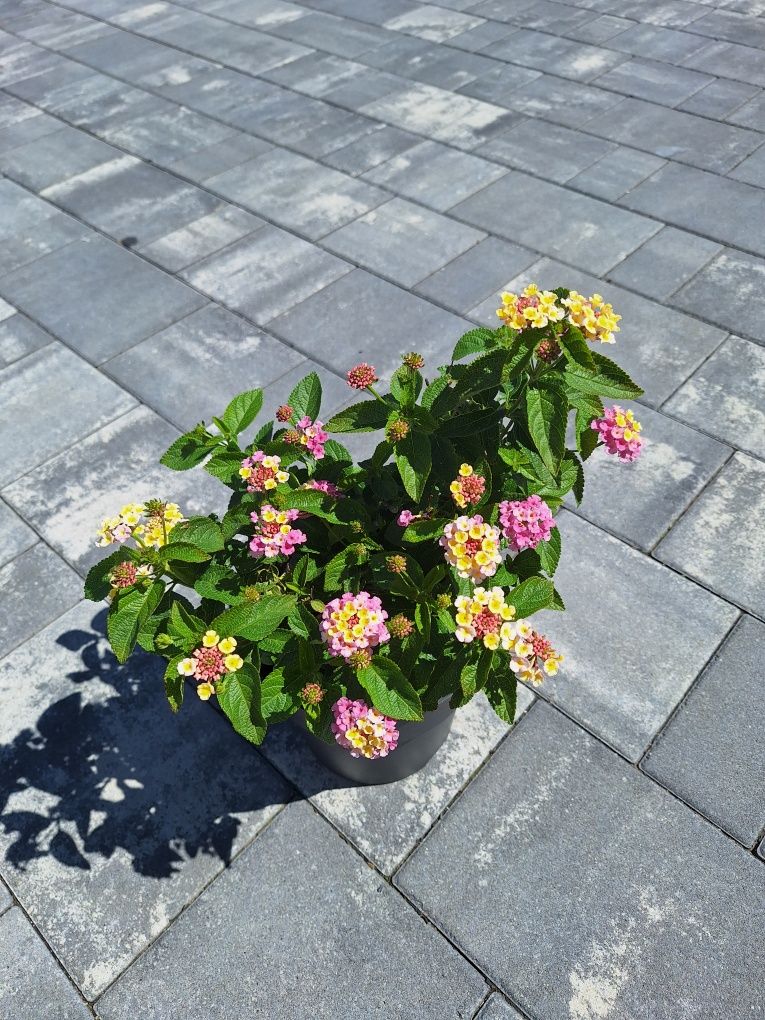 Lantana Calippa Gold