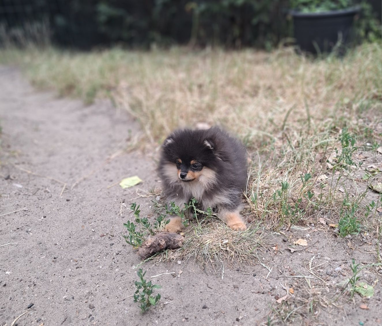 Szpic miniaturowy