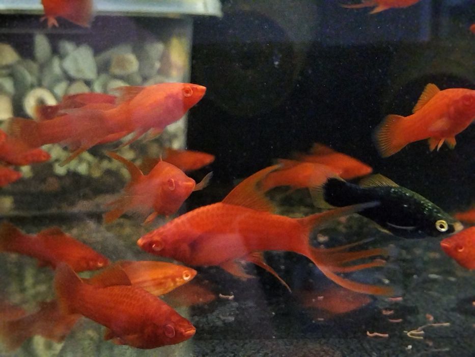 Albino Red standard, delta, lira/welon