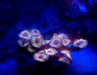 Zoanthus White Walker . Zoa . Koralowiec . Akwarium morskie promocja.
