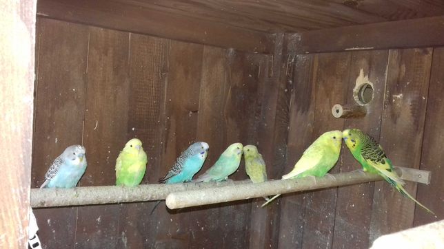 Papugi faliste - różne kolory.