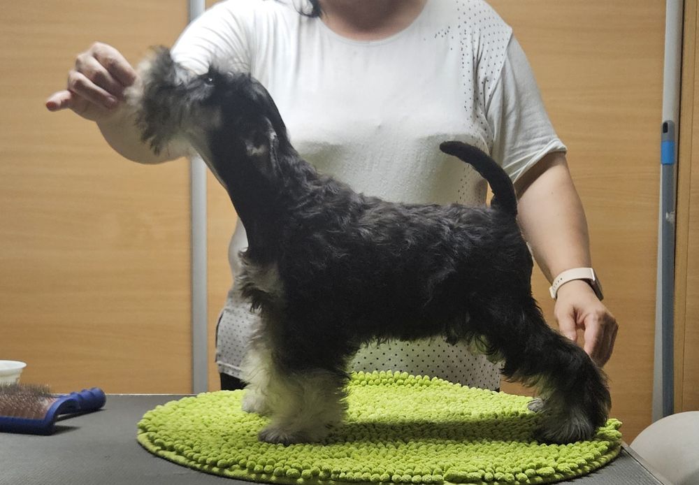 Sznaucer miniaturowy czarno-srebrny - RODOWÓD FCI !!!