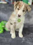Border Collie piesek Red Merle FCI ZKwP