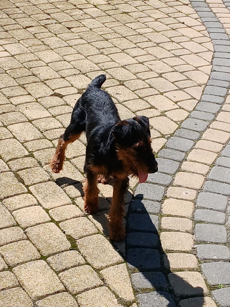 Terrier niemiecki piesek