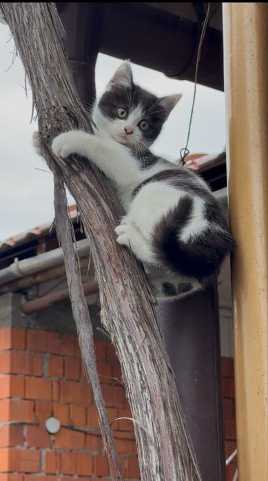 Кошеня безкоштовно