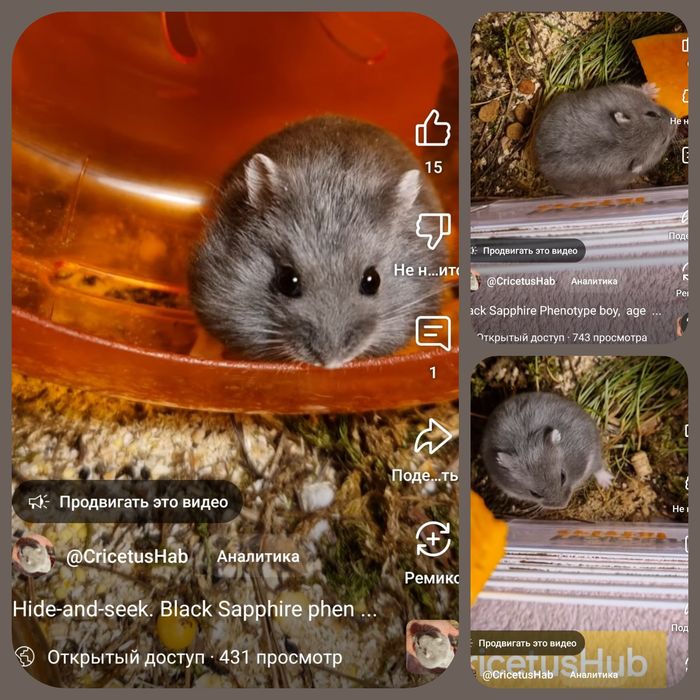 Хом Фенотип Royal Blue