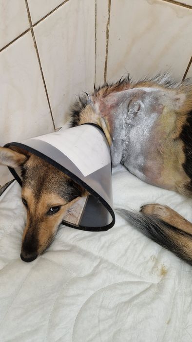 Песик без лапки потребує дому