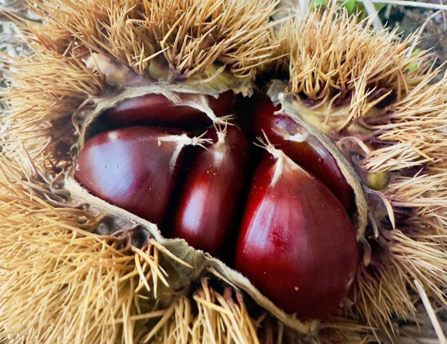 Vendo castanhas caseiras