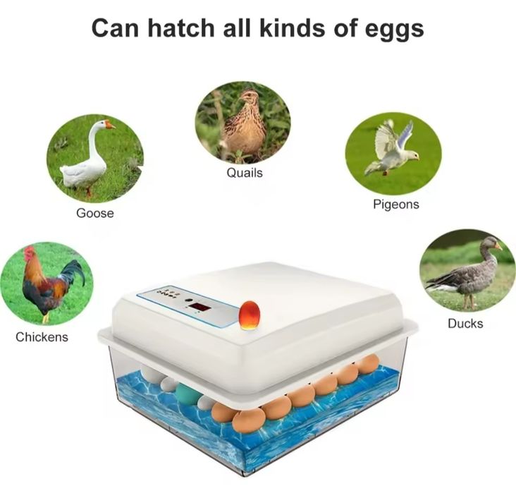 Інкубатор для яіць