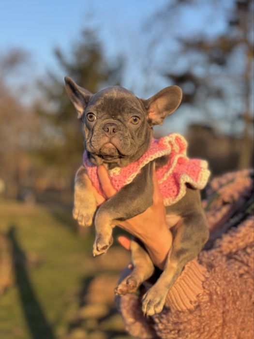 Французкий бульдог.