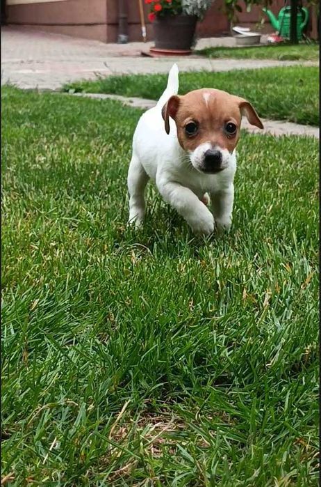 Jack Russell Terrier