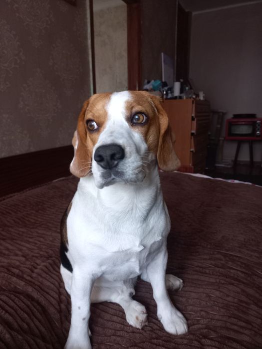 Предлагаю к вязке кобеля бигля