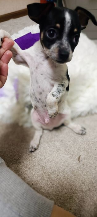 Чіхуа Маленька собачка хлопчик