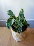 Calathea white fusion i yellow.