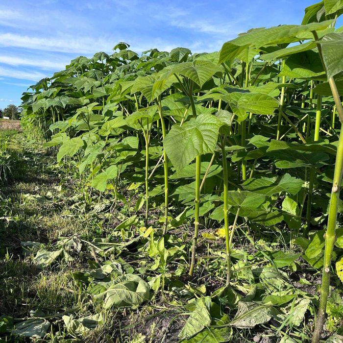 Однорічна промислова Павловнія із насіння сорт PaoTong07 Павловния 1см