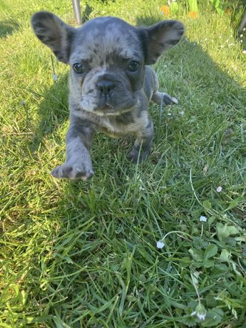 Buldog Francuski Piesek Blue Merle Tan Gotowy do Odbioru