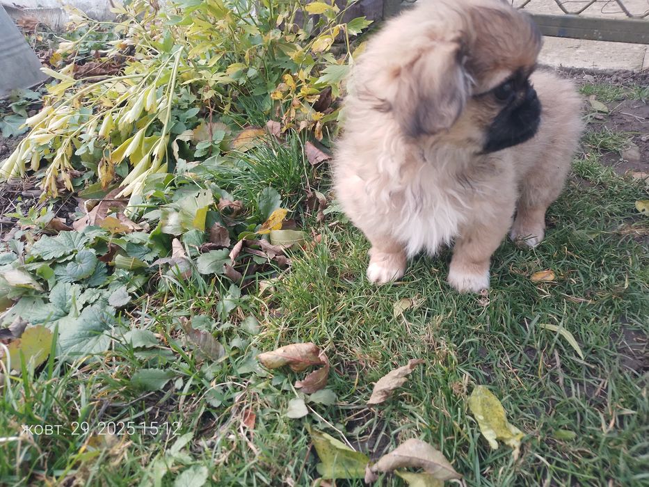 Пекінес дівчинка