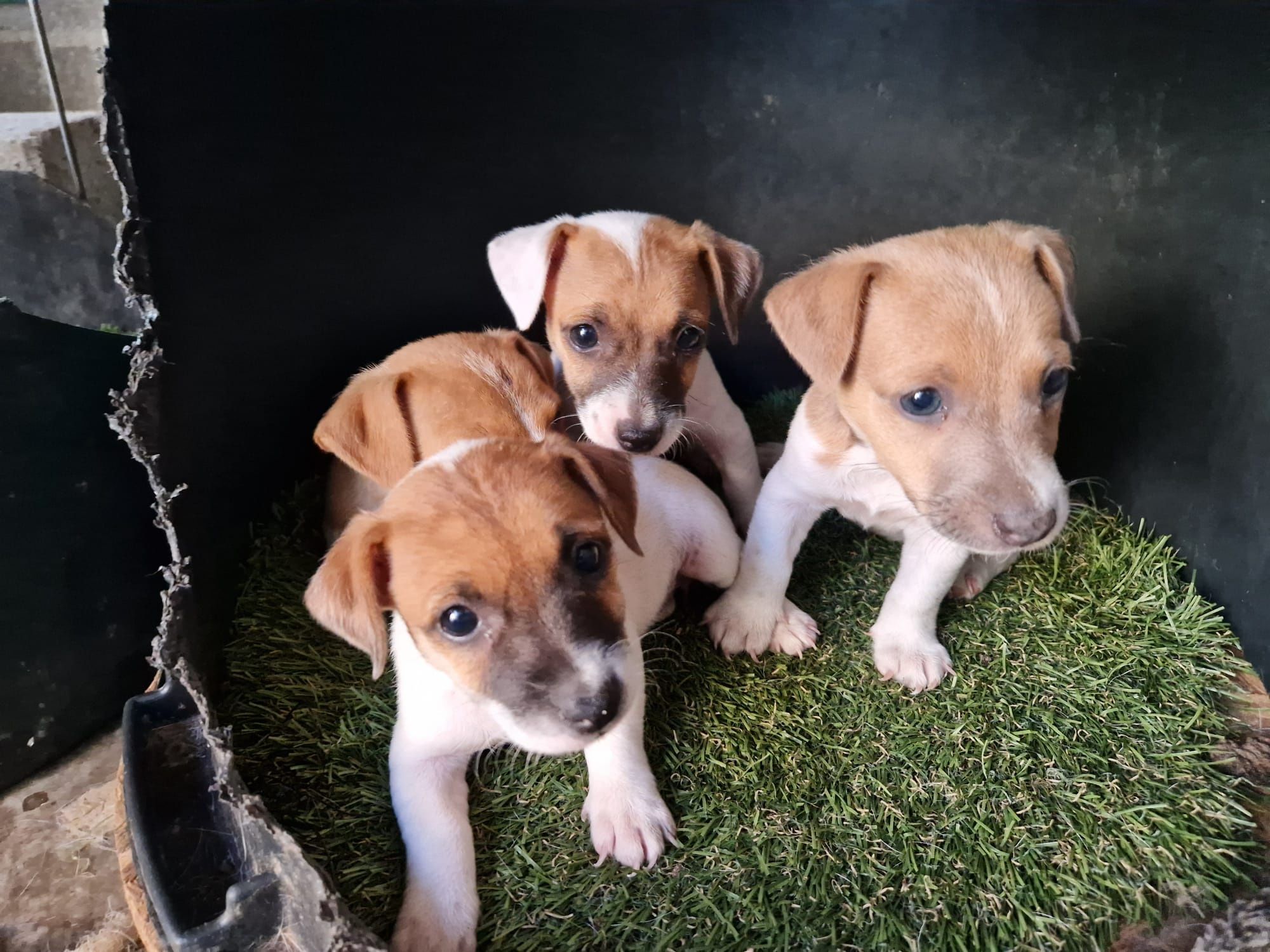 Lindo machinho jack russel  porte pequeno