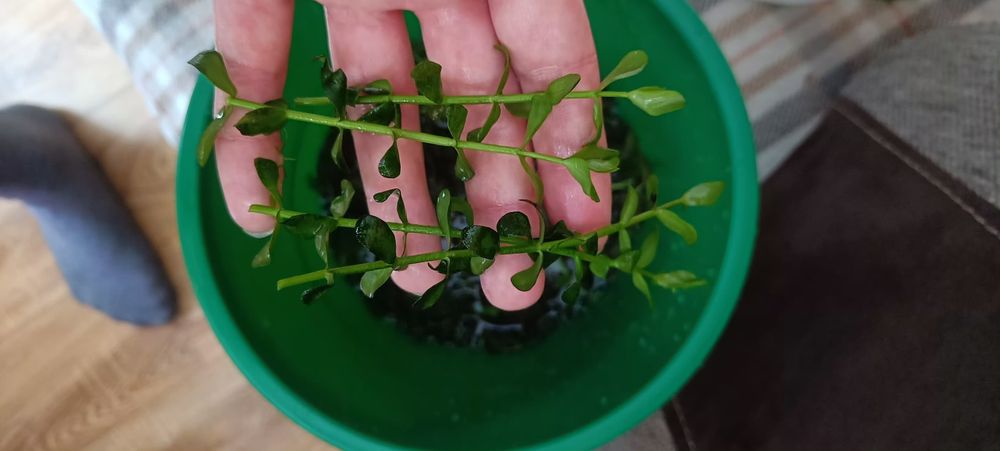 Bacopa roślina łatwa