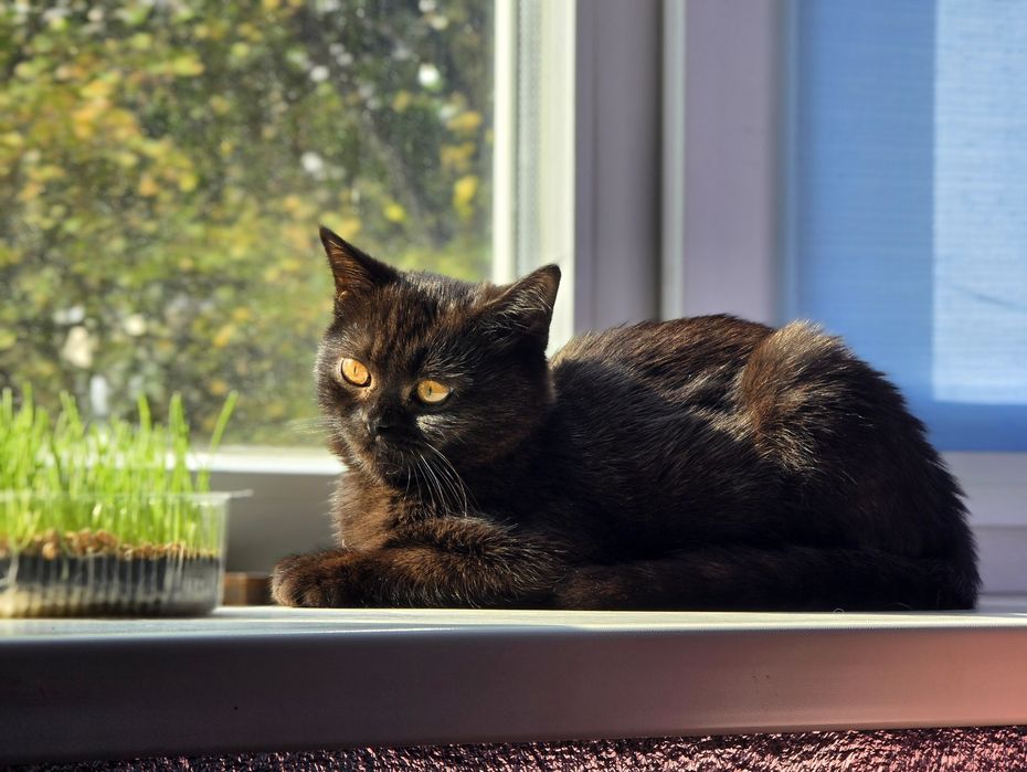 Шоколадний хлопчик