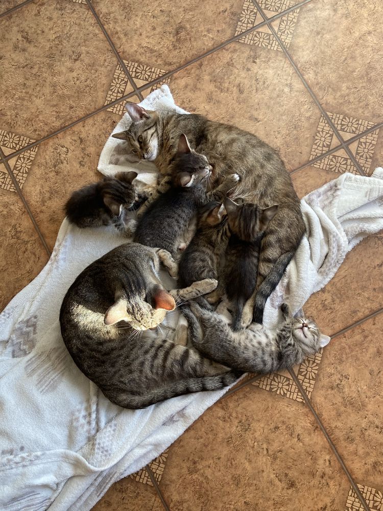 Віддам котиків в добрі руки