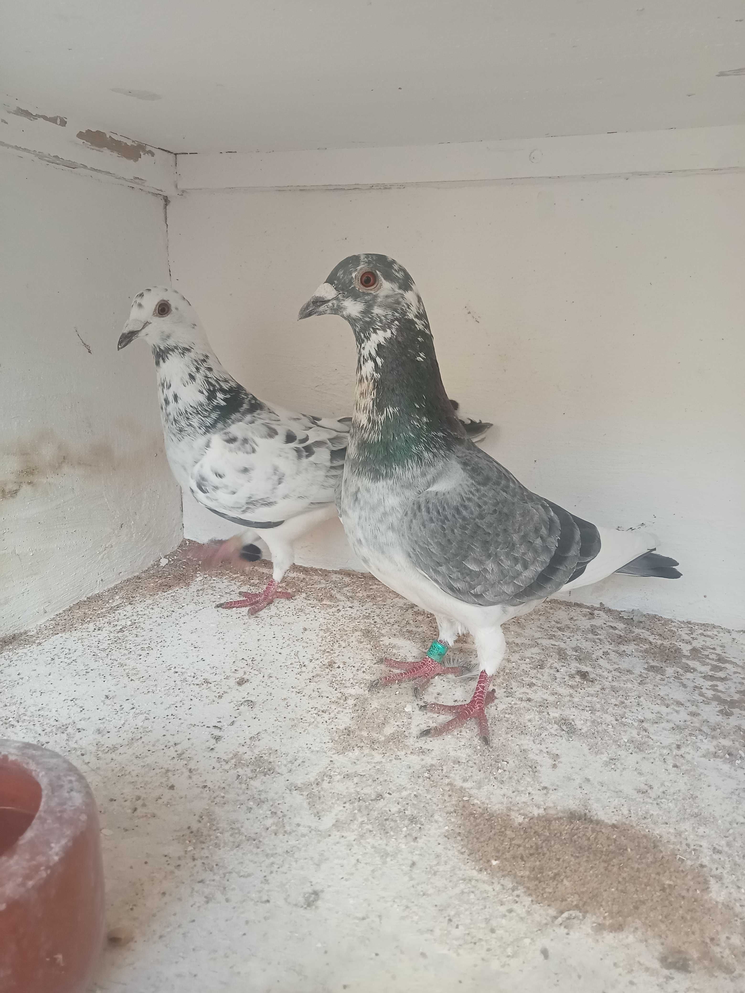 Lindo pombo correio borracho linhas fundo