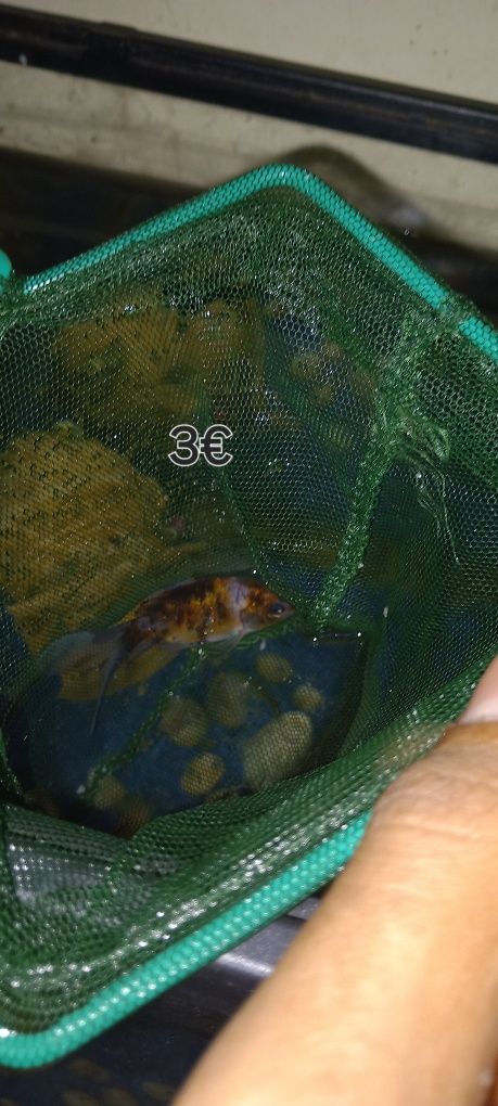 Peixes de agua fria e 1 de agua quente