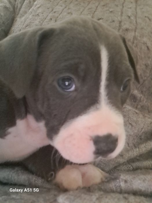 Suczka Tekilla American Staffordshire Terrier