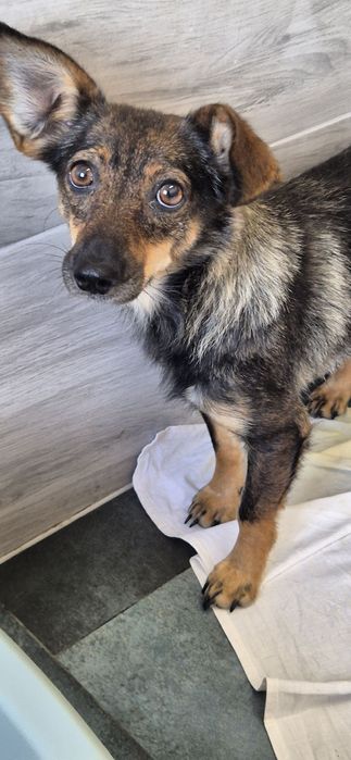 Suczka około 3 lata