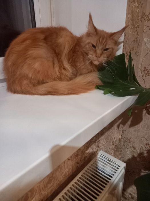 Віддам в добрі руки кішку мейн-кун