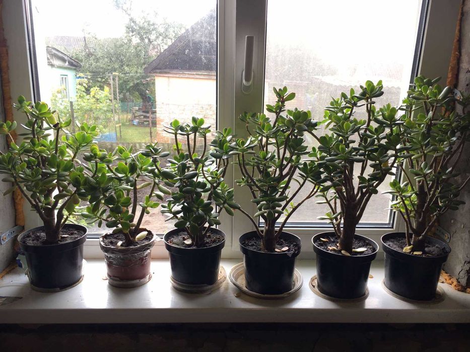 Грошове дерево,товстянка. Денежное дерево.