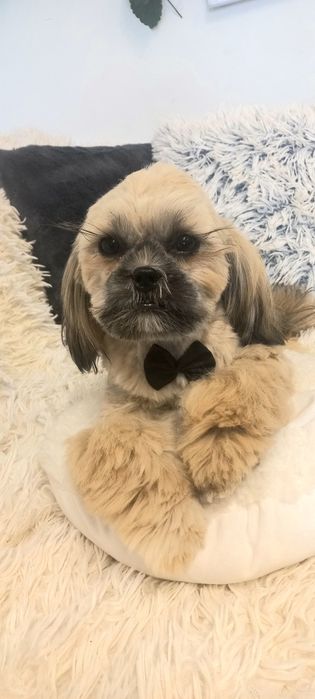 Shih-Tzu IV pok.rod sobolowy mini 3,6 kg