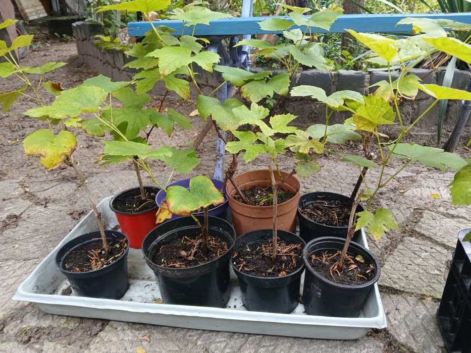 sadzonki winorośli Einset Seedless