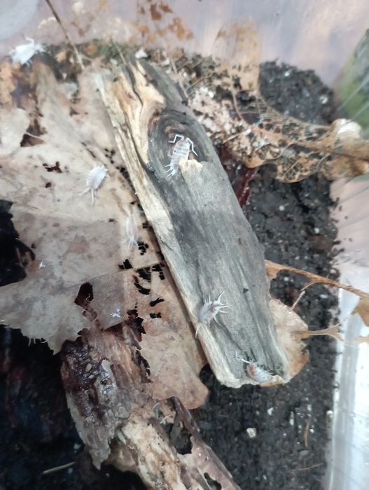 Prosionki porcellionides Red koi pruinosus