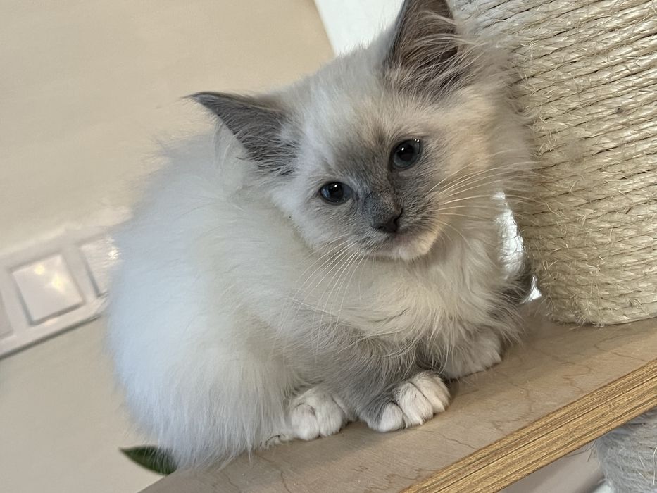Sliczny  kocurek ragdoll gltowy do zmiany domu