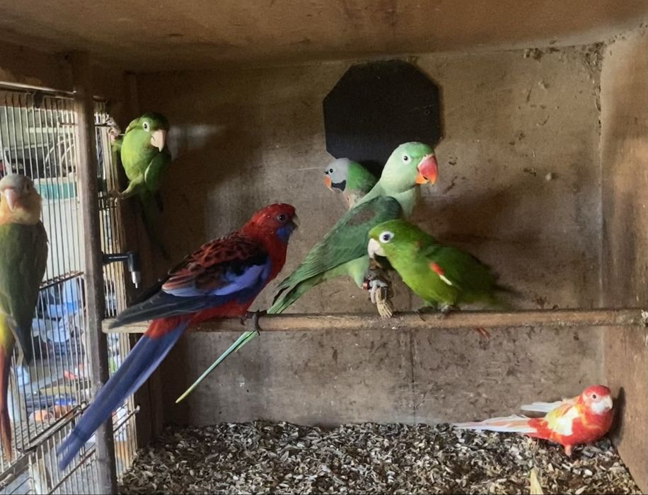 Varias aves descasadas. Para venda