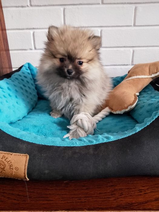 Szpic miniaturowy Pomeranian Suczka