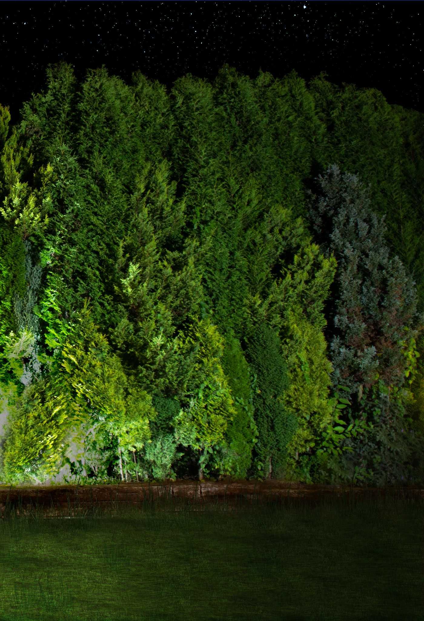 Ściana zielona 5m Duże, wysokie drzewa Zasłonić sąsiada