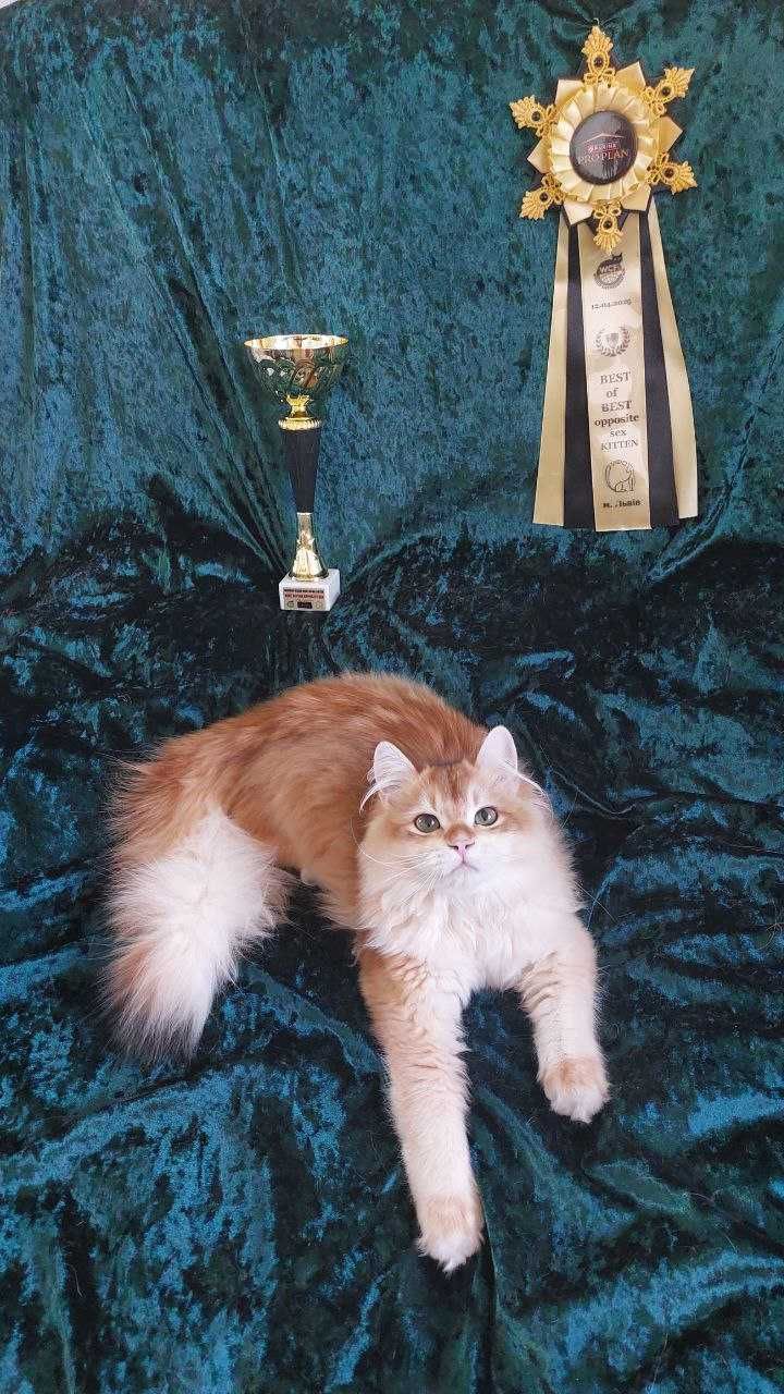 Британська  золота шиншилла . ХЛОПЧИК . ЧЕМПІОН .